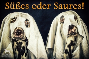 20131025_dalmi_13413-bearbeitet-bearbeitet_web