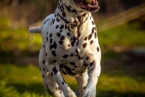 20140309_dalmi_14949_web