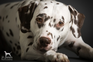 Seelenhund