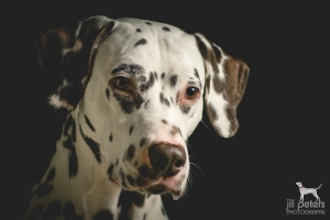 Großes Hundekind