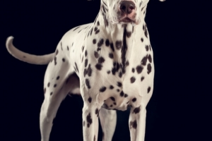 20190319_dalmis_025-bea
